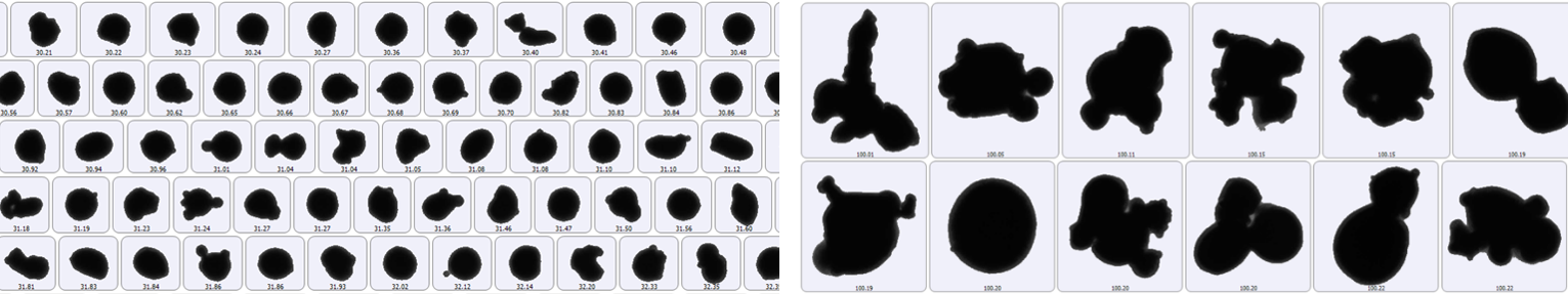 原料粉形状 (平均粒径近傍)