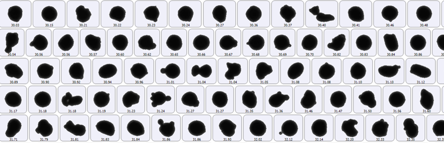  未使用粉の粉末形状 (平均粒径近傍)