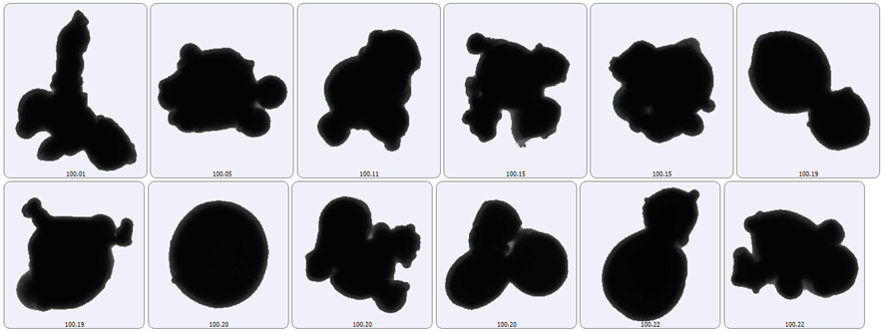 使用後選別粉の粉末形状 (平均粒径近傍)